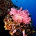 coral_soft_lk_v_0705_png1166.jpg